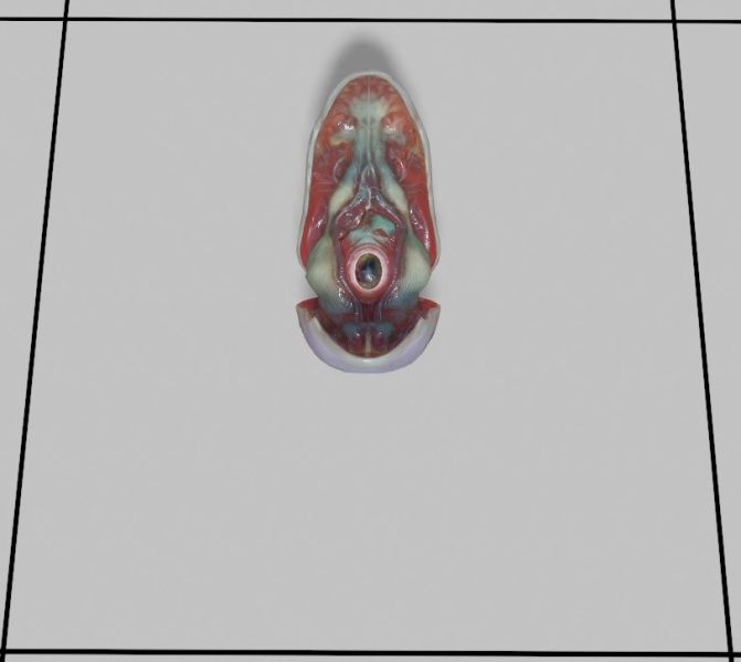 File:HLA Clam.jpg
